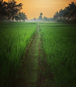 Scenic view of field against sky at sunset