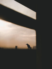 Silhouette bird perching on a window