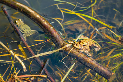 Close-up of frog on plant