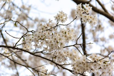 Low angle view of cherry blossoms in spring