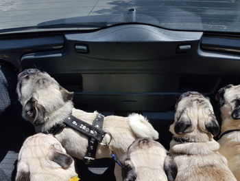 Sheep in car