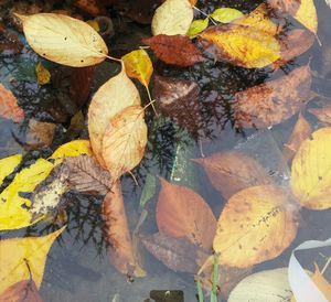 Leaves floating on water