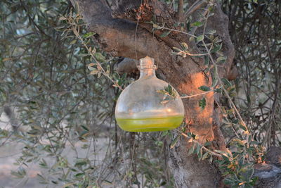 Close-up of snake hanging on plant