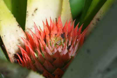 Close-up of red cactus flower