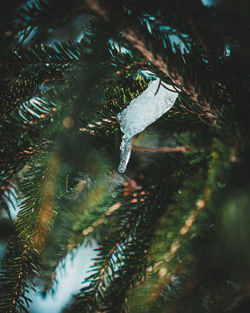 Close-up of christmas tree