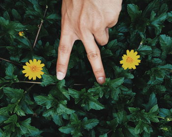 Low section of person standing on yellow flowering plants