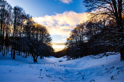 Trees on snow covered landscape against sky