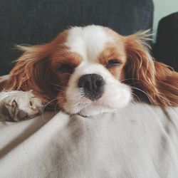 Close-up portrait of a dog at home