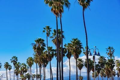 Palm trees on beach against clear blue sky