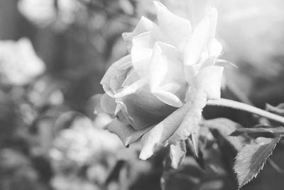 Close-up of white flowers