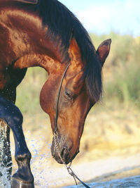 Brown horse drinking water at lakeshore
