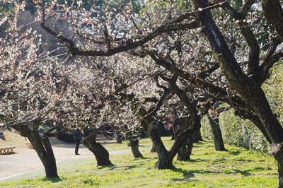 Trees in park