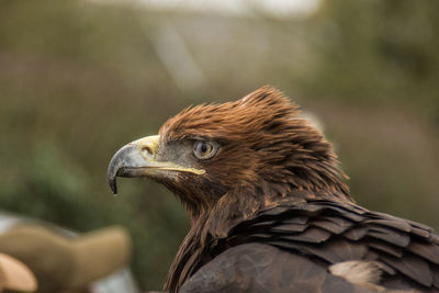 Close-up of eagle outdoors