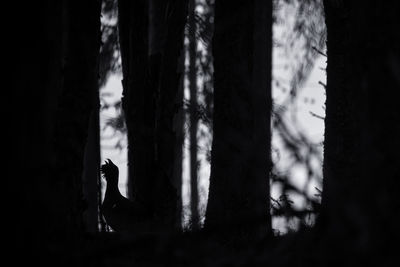 Capercaillie in the mating season from carpathian mountains, romania. wildlife photography of birds