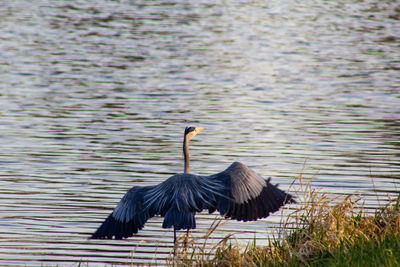 Bird flying over lake