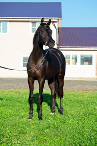 Horse standing in ranch