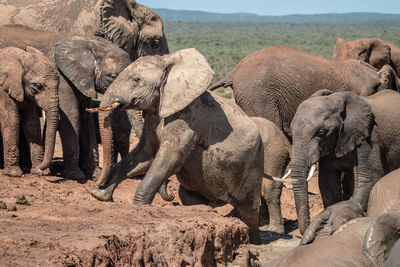 View of elephant on land