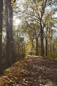 Footpath passing through forest