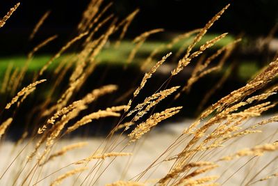 Close-up of grass growing on field