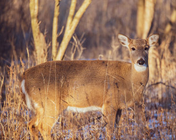 Portrait of deer standing on field