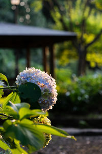 Close-up of flowering plant against blurred background