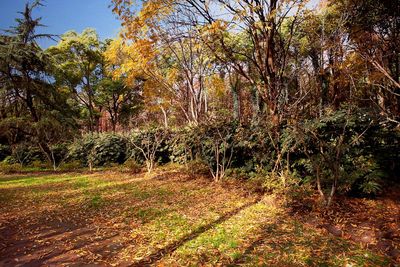 Scenic view of grassy field