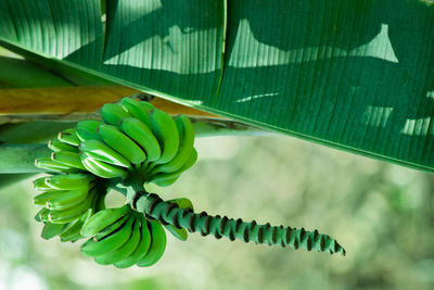 Close-up of banana tree