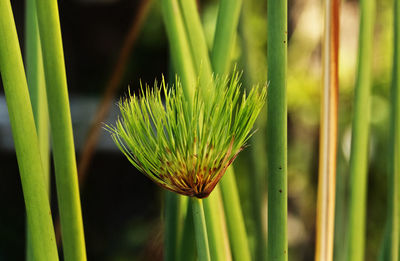 Beautiful thin green stems of papyrus sedge -cyperus papyrus -green and brown colors 