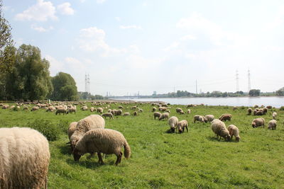 Sheep grazing on field against sky