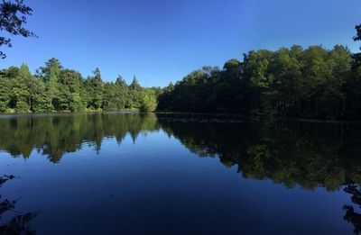 Reflection of trees in lake