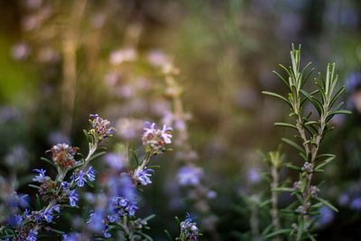 Close-up of purple flowering plants on field