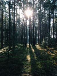 Trees in forest