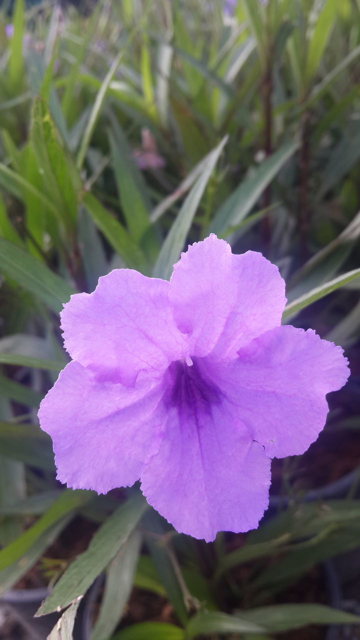 CLOSE-UP OF PURPLE WATER LILY BLOOMING OUTDOORS