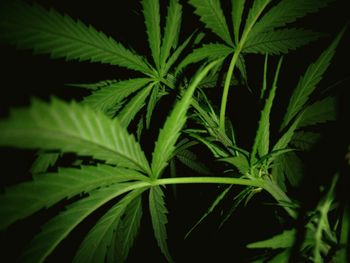 Close-up of plant against black background