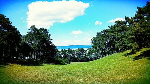 Scenic view of grassy field against blue sky