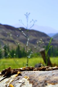 Surface level of rocks on field against sky