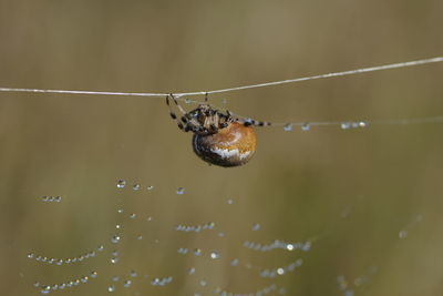 Close-up of insect on spider web