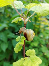 Close-up of snail on plant