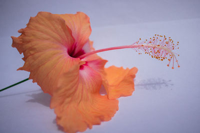 Close-up of orange hibiscus flower