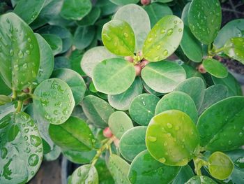 Close-up of raindrops on leaves