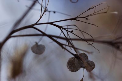 Close-up of dried leaves on branch