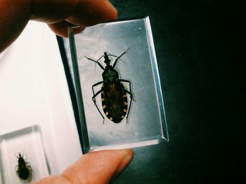 Close-up of hand holding insect