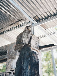 Low angle view of owl on roof