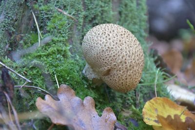 Close-up of mushrooms