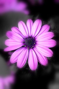 Close-up of pink flower