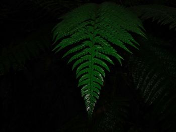 Close-up of fresh green tree in forest at night