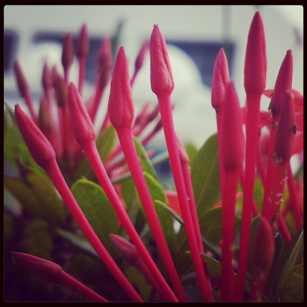 transfer print, auto post production filter, red, flower, close-up, freshness, petal, fragility, flower head, growth, beauty in nature, plant, focus on foreground, nature, selective focus, pink color, no people, tulip, outdoors, day