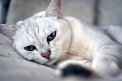 Close-up portrait of a cat