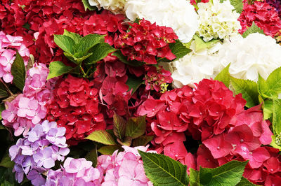 Full frame shot of red flowering plant