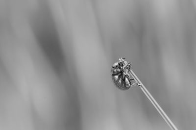 Close-up of spider